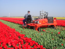 Topping Tulip Lefebers Memory
